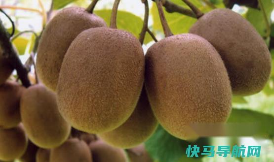 能够帮助减肥的有哪些 第2张