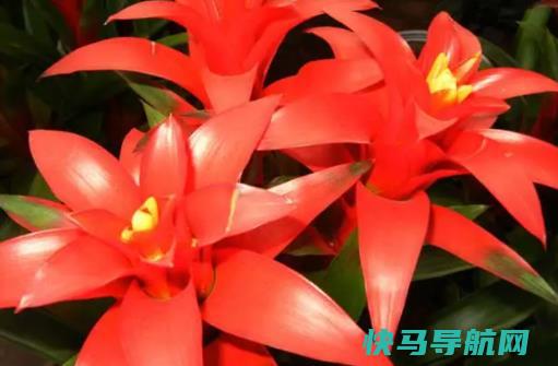鸿运当头花喜阴还是喜阳？鸿运当头可以经常浇水吗