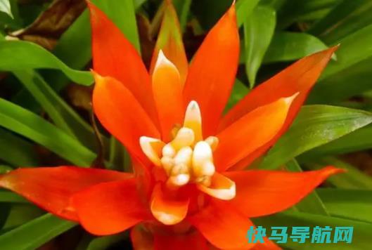 鸿运当头花喜阴还是喜阳？鸿运当头可以经常浇水吗