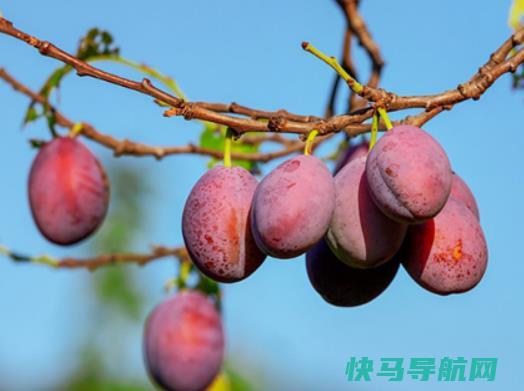 早上空腹吃西梅可以排便吗？西梅不熟可以通便吗